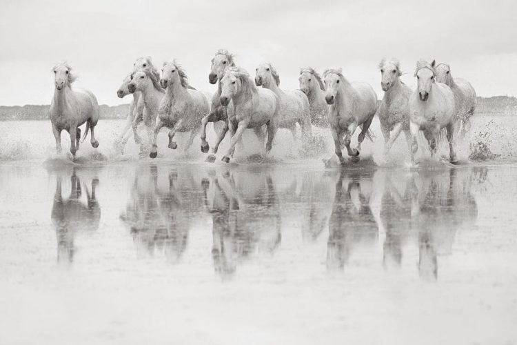 Лошади Камаргу. Фотограф Дрю Догетт и лошади моря
